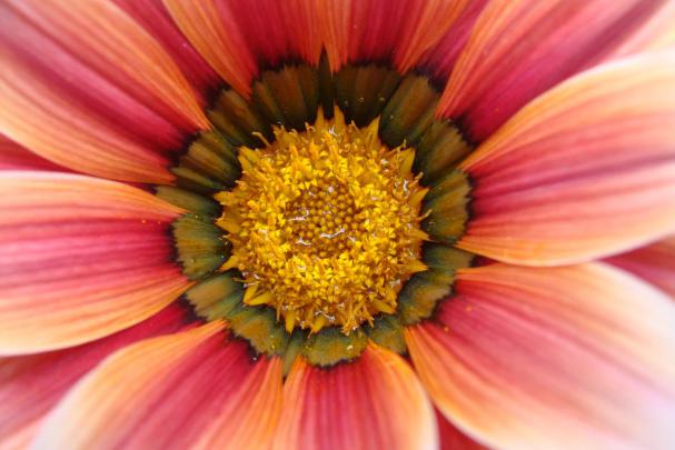 Free Beautiful Flower Desktop Wallpaper, Flower Desktop Wallpapers 