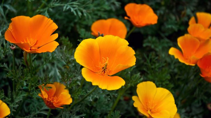 Animals Zoo Park: Nature Flowers Wallpapers, Wallpapers of Nature Flowers