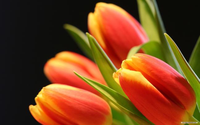 Tulip Flowers Wallpapers \u00b7\u2460 