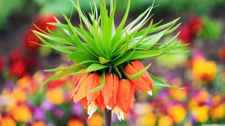 Flower desktop wallpapers - Beautiful wallpapers collection 2014