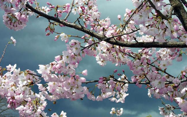 Sakura Flower Wallpaper \u00b7\u2460 