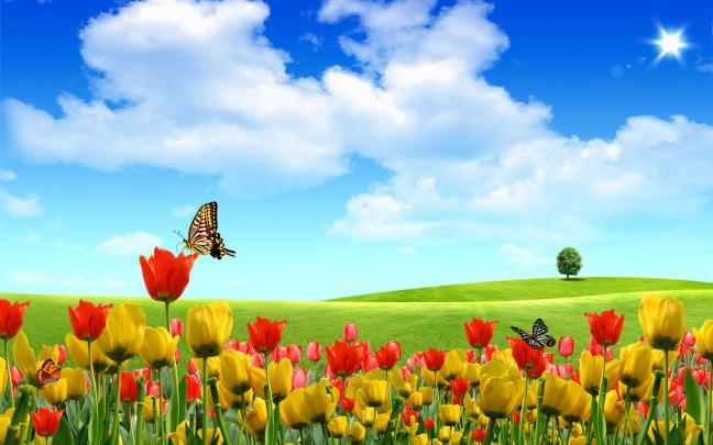 flowers for flower lovers.: Desktop HD Flowers wallpapers.