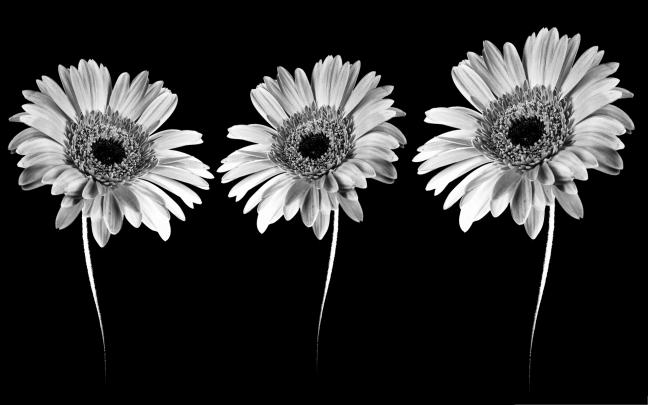 Black and white flowers wallpapers HD