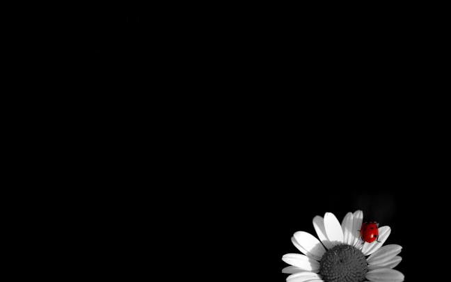 Black and White Wallpapers High Quality | Download Free