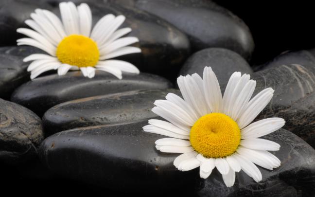 black and white daisies - HD Desktop Wallpapers