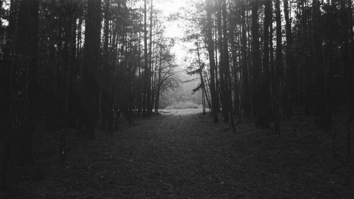 Download Free Black and White Forest Wallpaper