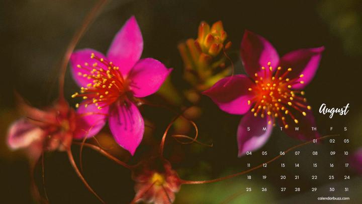 August 2019 Desktop Calendar Wallpaper | 2019 calendar, Calendar 