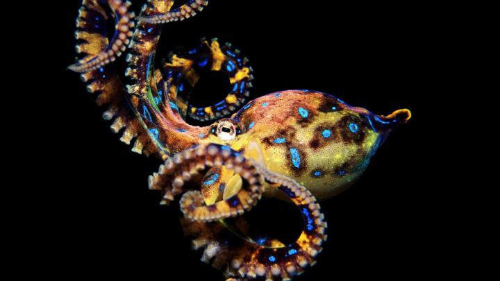 Octopus Desktop Wallpaper - VoBss