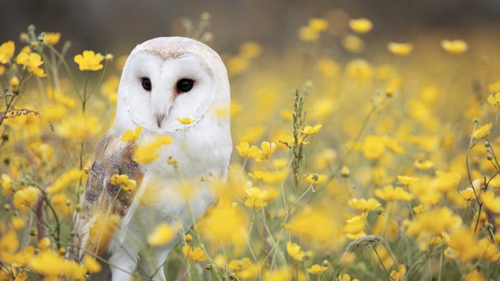 Owl Desktop Wallpaper (78+ pictures)