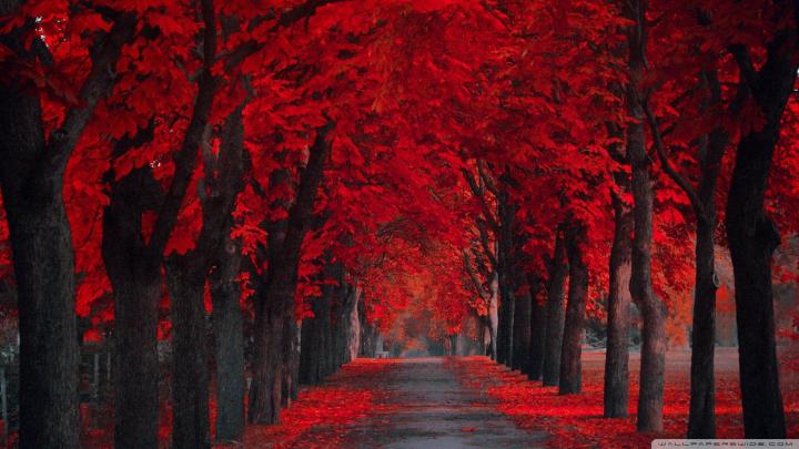 Red Wallpaper for Desktop (73+ pictures)