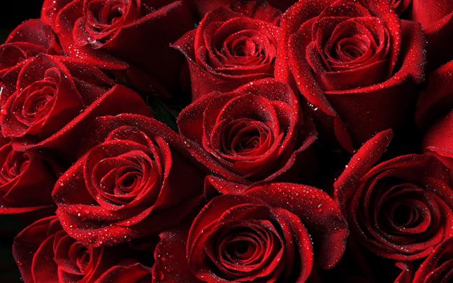Roses Desktop Wallpaper -