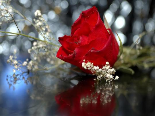 Red Rose Wallpapers Desktop