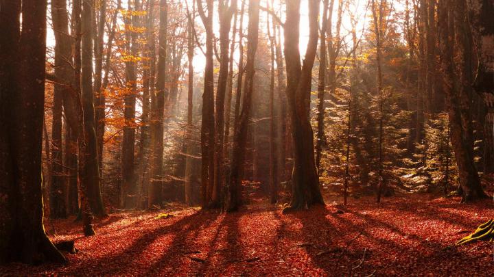 forest red images hd - HD Desktop Wallpapers