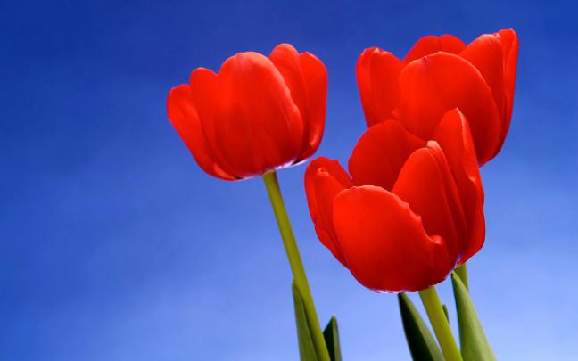 wallpapers: Red Tulips Desktop Wallpapers