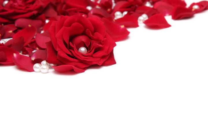white wallpaper with red flowers - HD Desktop Wallpapers