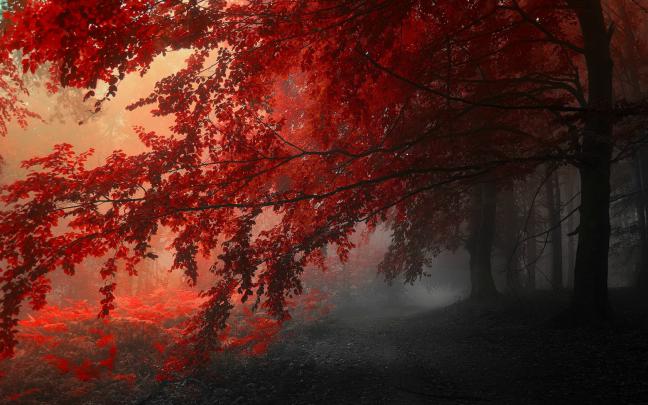 trees, Forrest, Red, Leafs Wallpapers HD \/ Desktop and Mobile Backgrounds