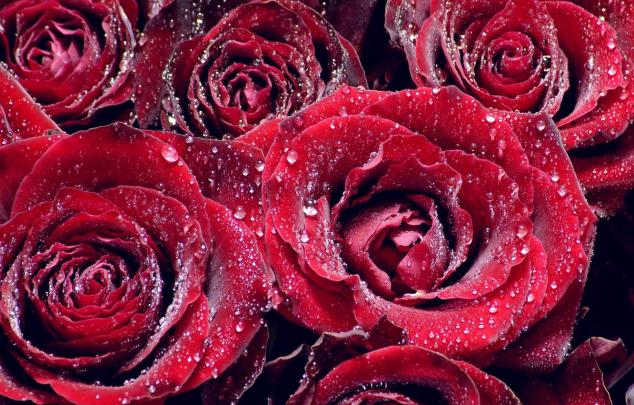 Red Rose Aesthetic Computer Wallpapers on WallpaperDog
