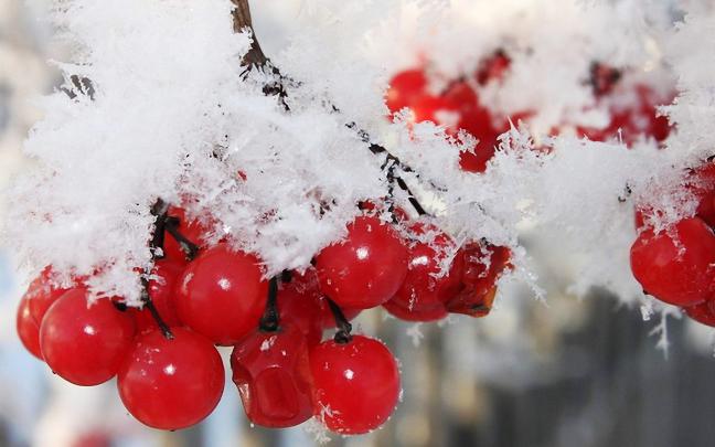 nature, Winter, First, Snow, Red, Berries, Fruits, Cranberry Wallpapers 