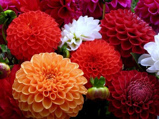 Flowers Petals Bright Hd Wallpaper 79437