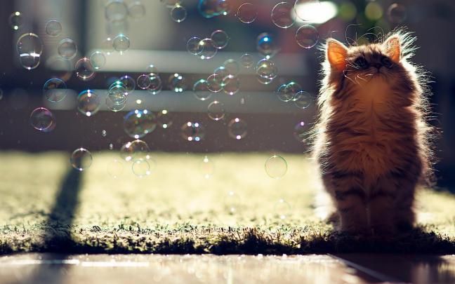 Cute Kitten Bubbles PC Desktop 4K Wallpaper