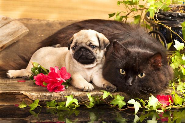 Cats and Dogs Wallpaper \u00b7\u2460 