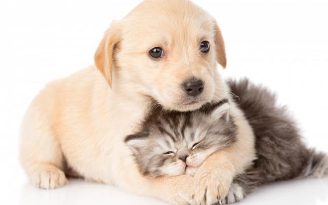 Cute Cats and Dogs Wallpapers - Top Free Cute Cats and Dogs Backgrounds 