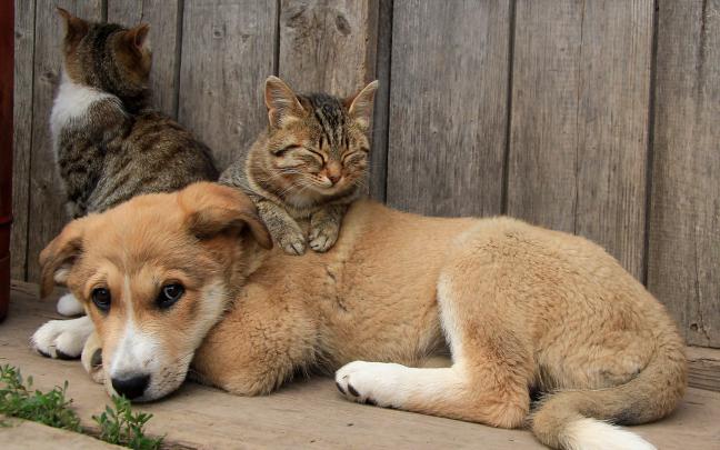 animals, Cat, Dog Wallpapers HD \/ Desktop and Mobile Backgrounds