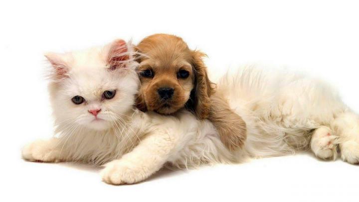 Cat And Dog Wallpapers
