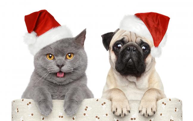 Cats and Dogs Wallpaper \u00b7\u2460 