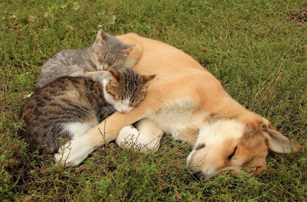 Cat \u0026 Dog Wallpapers Backgrounds