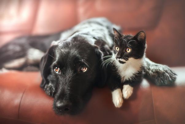 Cat \u0026 Dog Wallpapers, Pictures, Images