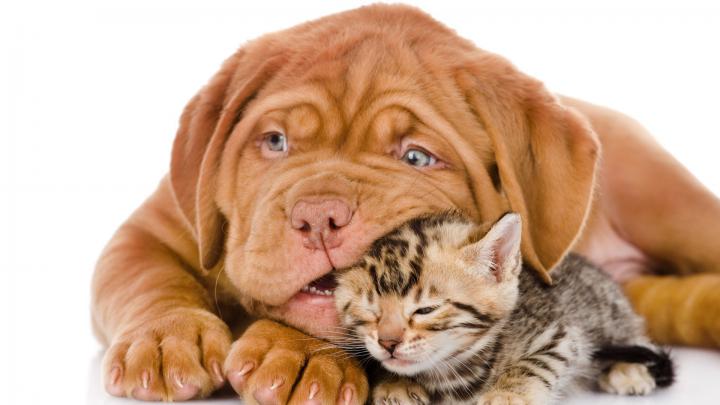 Cat \u0026 Dog Wallpapers Backgrounds