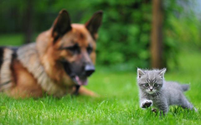 Cat \u0026 Dog Wallpapers Backgrounds