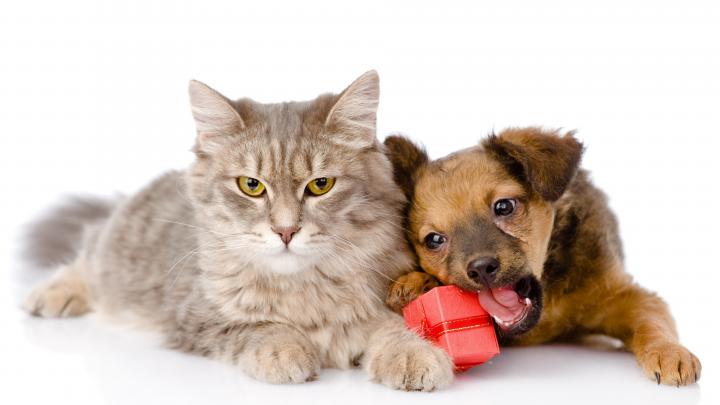 Cat and Dog Wallpaper \u00b7\u2460 