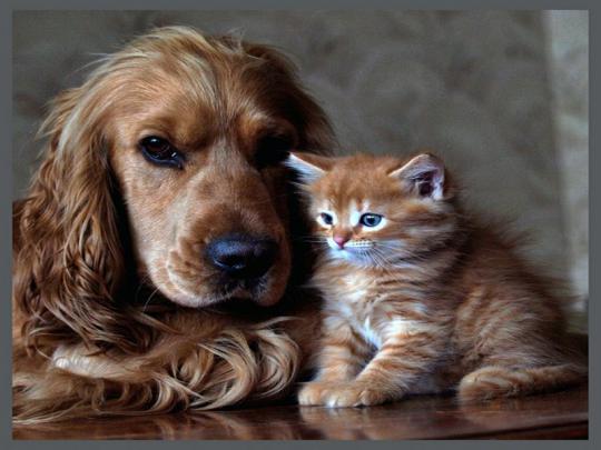 [42+] Cat and Dog Desktop Wallpaper 