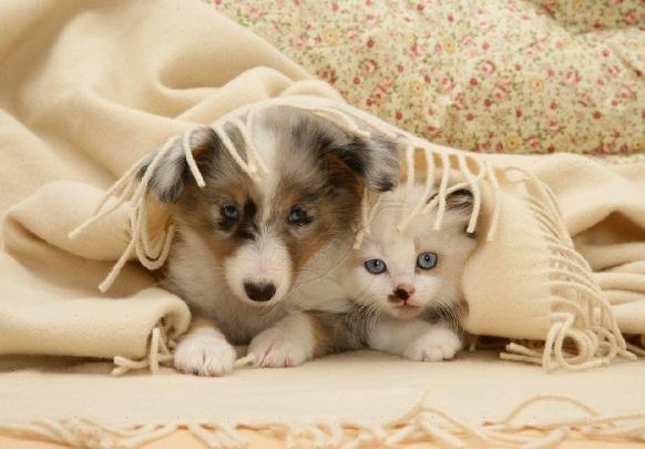 Cat And Dogs Wallpapers