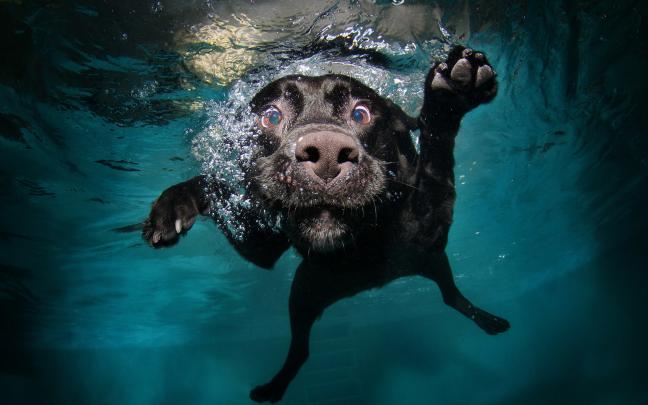 Cats and Dogs Wallpaper \u00b7\u2460 