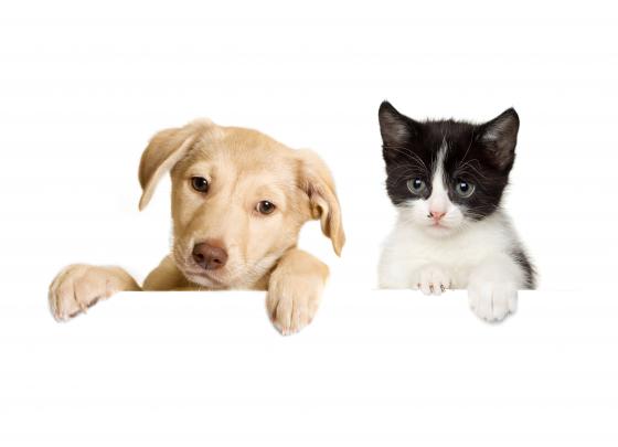 Cat And Dog Wallpapers High Quality | Download Free