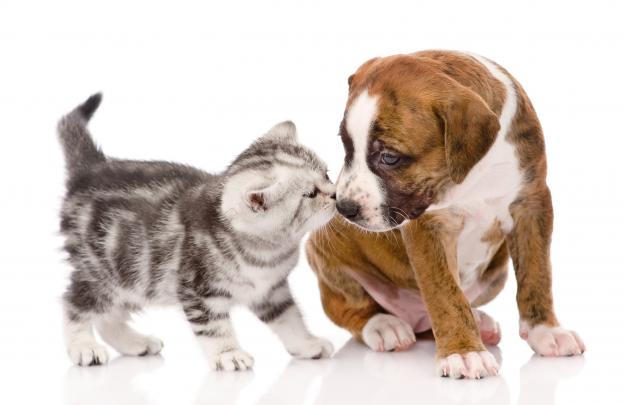 Cat \u0026 Dog Wallpapers, Pictures, Images