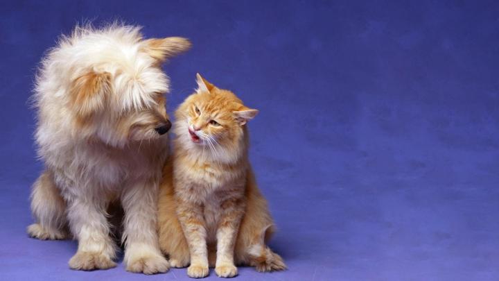 Cats Dogs Wallpaper Desktop (51+ images)