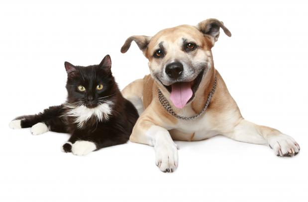 Cat And Dog Wallpapers High Quality | Download Free