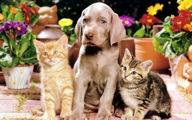 Dog And Cat Wallpapers