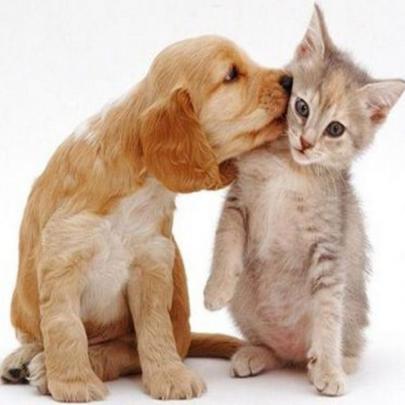 10 Top Cats And Dog Wallpapers FULL HD 1920\u00d71080 For PC Desktop 2020