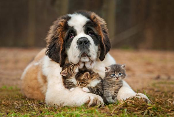 animals, Dog, Cat Wallpapers HD \/ Desktop and Mobile Backgrounds