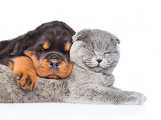 Cat \u0026 Dog Wallpapers, Pictures, Images