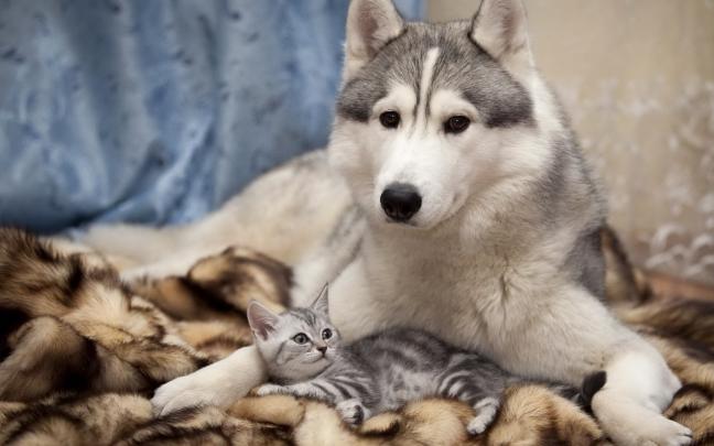 animals dog cat pet Wallpapers HD \/ Desktop and Mobile Backgrounds