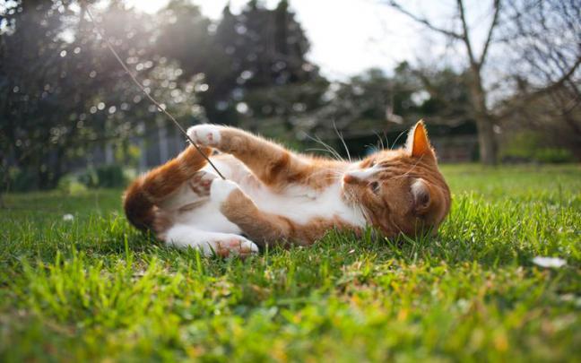 Dogs and Cats Windows 10 Theme | Free Wallpaper Themes