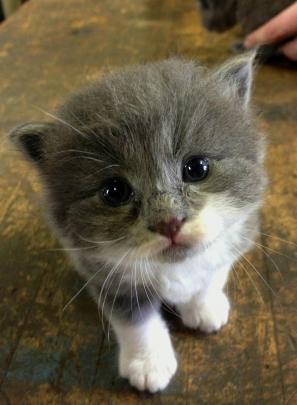 Wallpaper Crazy Cats and Dogs (57+ images)