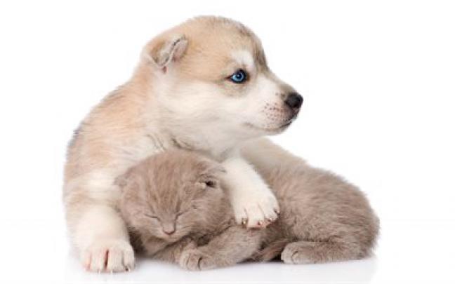 Download wallpapers kitten and puppy, friends, cute animals, dogs, cats 