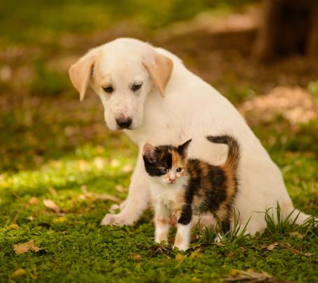 Cat and Dog Wallpaper \u00b7\u2460 